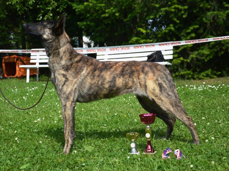 Hledá se HIPY 1 10487587_820520797959746_6265598055556822804_n