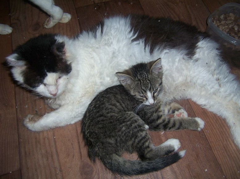 Prosíme, pomozte nám zachránit nemocná a opuštěná zvířata 1 22