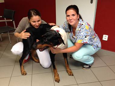 VIDEO: Brut žije díky unikátní operaci 1 img-8864_denik-380