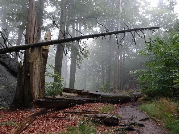 Oprava stezek v Jizerských horách začala 1 iwPG7cdofcTmMRc4pIvakJARBg-TgbcvY8y_g-lvBW1prBbQttCOfO5dMGf66TzzN3VIfyE