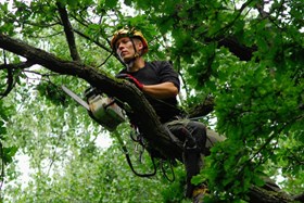 Stromolezci v pátek ošetří jasan i známý Dub ochránce z Višňové 1 201499816229045