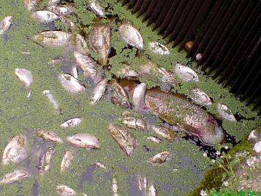 V Nise uhynuly stovky ryb, zřejmě kvůli poruše v čistírně vod 1 jh_uhyn9_ryb_luznice_0812_denik-380