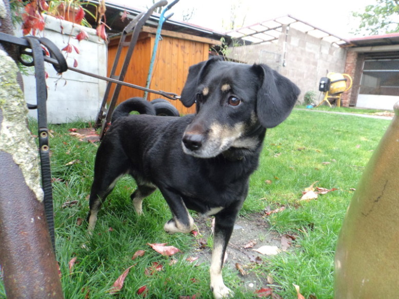 Matylda hledá svého majitele 1 001