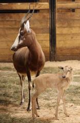 Prvním mládětem roku 2015 je v liberecké zoo buvolec Mel 1 000000001