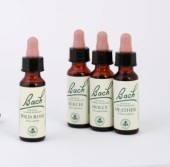 bachovky II_david_small