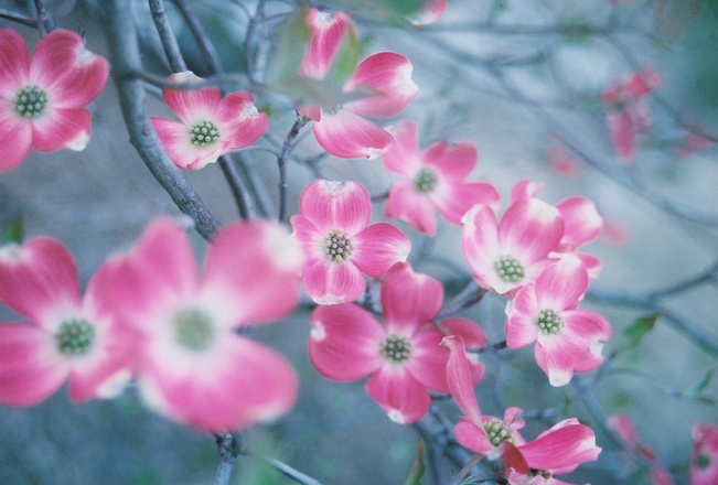 Bachova květová terapie a má cesta k ní