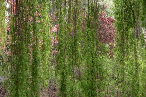 Co umí Bachovy esence aneb jak mi bachovky pomohly připravit pro Vás eBOOK 2 weeping-willow-1443782-m