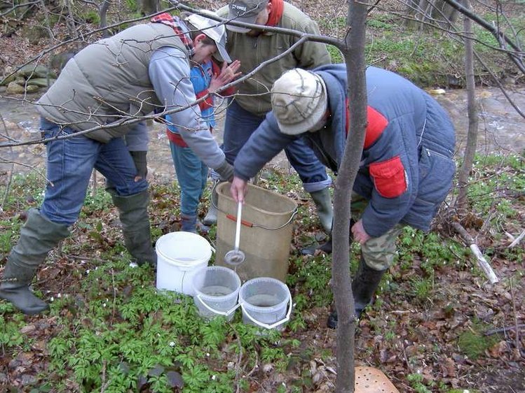 Plus 3 Lesy ČR v Jizerských horách rozšiřují populaci pstruha obecného potočního