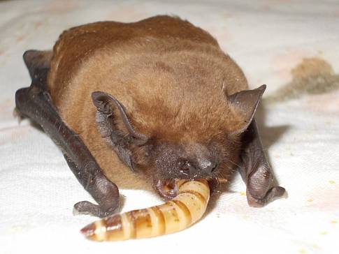 Netopýří hladovce čeká velký letecký den