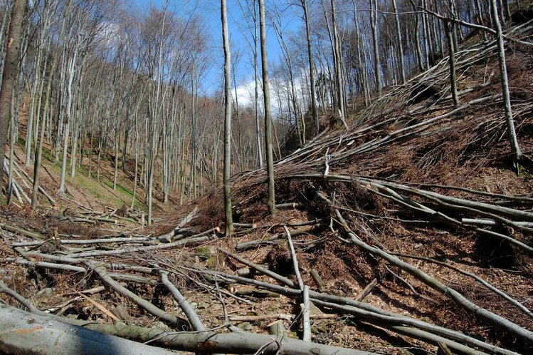 Doporučení občanům: Nevstupujte dnes ani v několika následujících dnech do lesa 1 0001