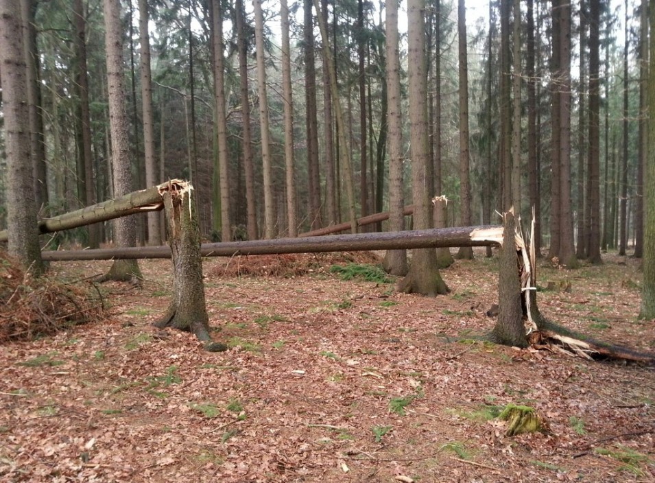 Silný vítr pomohl lesy Frýdlantu ozdravit 1 001