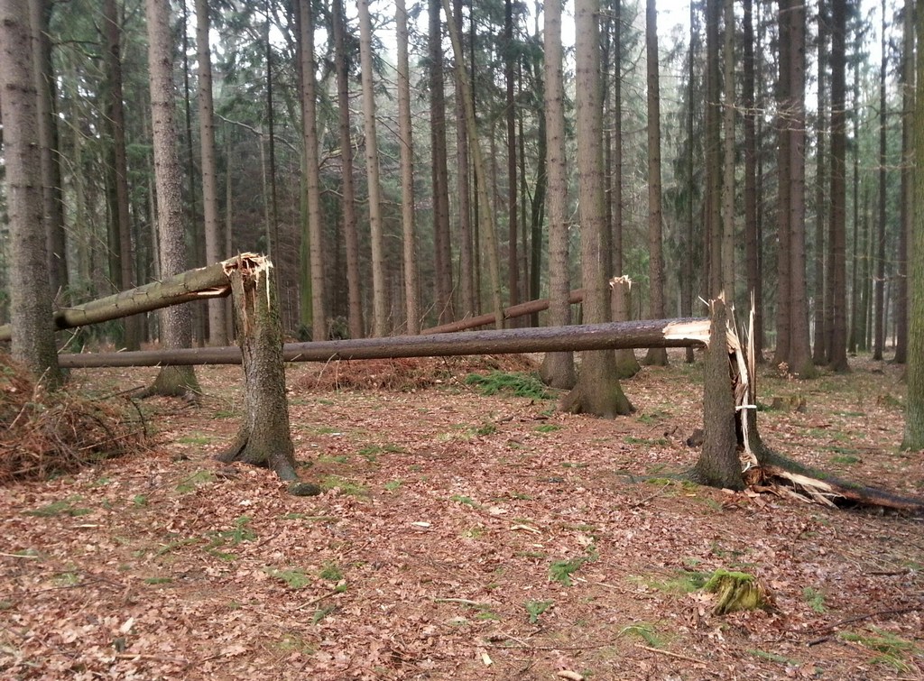 Plus 2 Silný vítr pomohl lesy Frýdlantu ozdravit