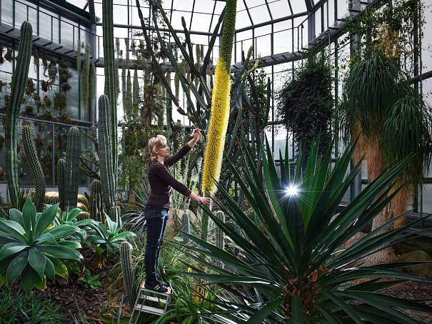 Plus 8 V Liberci poprvé kvete obří agáve, jsou na ní tisíce květů