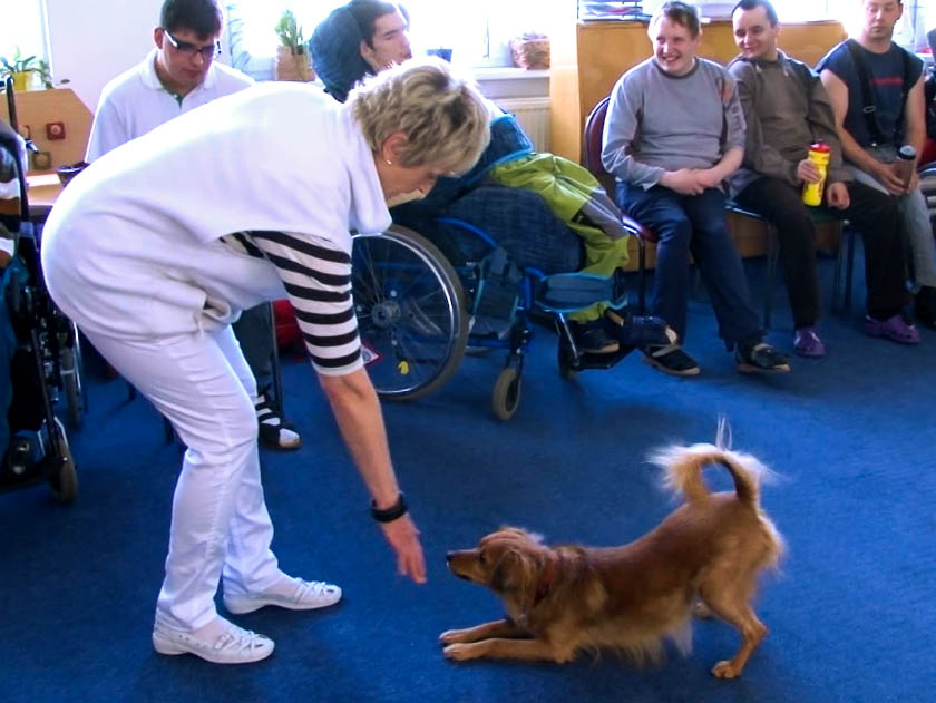 Pes Bertík pomáhá v Jedličkově ústavu