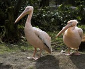 Za nepotřebný spotřebič volňásek do liberecké zoo 1 060409_pelikanbilyzooliberec