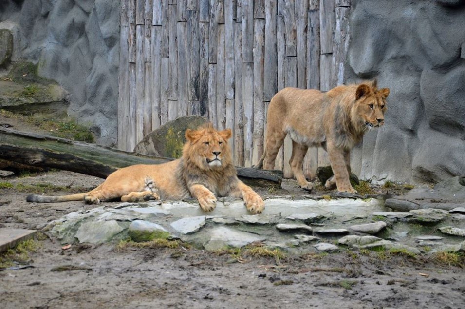 Terry a Basty, nový přírůstek do ZOO Liberec 1 11149327_10153836720885620_2288621436682373240_n