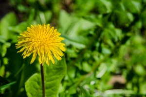Jarní očista těla a posílení organizmu