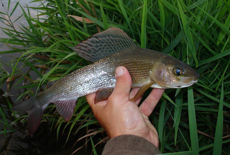 Na Liberecku rybáři vysadili 4000 lipanů, pomohly jim děti
