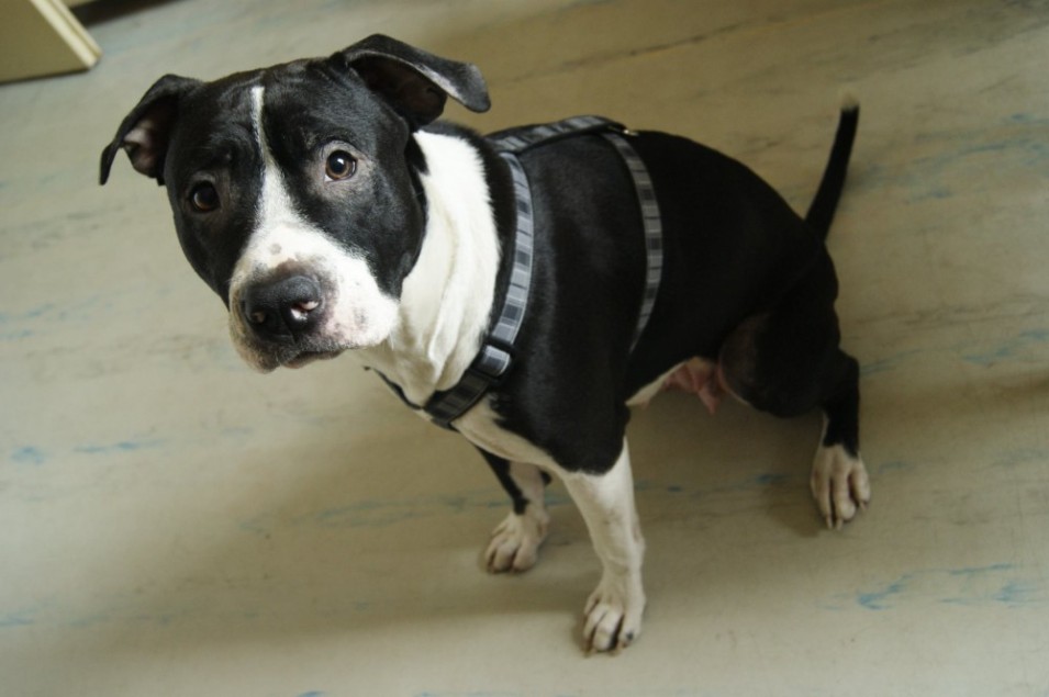 Hledáte kamaráda do nepohody? Adoptujte nebo alespoň podpořte 1 1000x1000-1430938358-abby