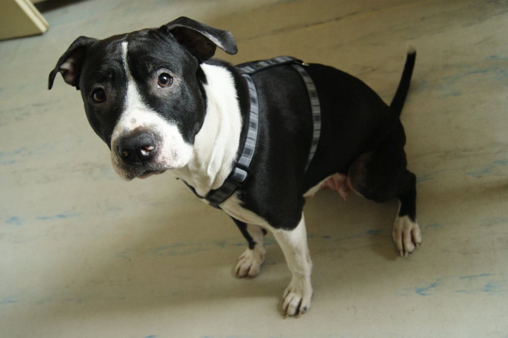 Hledáte kamaráda do nepohody? Adoptujte nebo alespoň podpořte