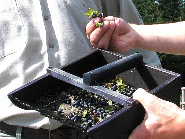 Chtějí omezit sběrače borůvek