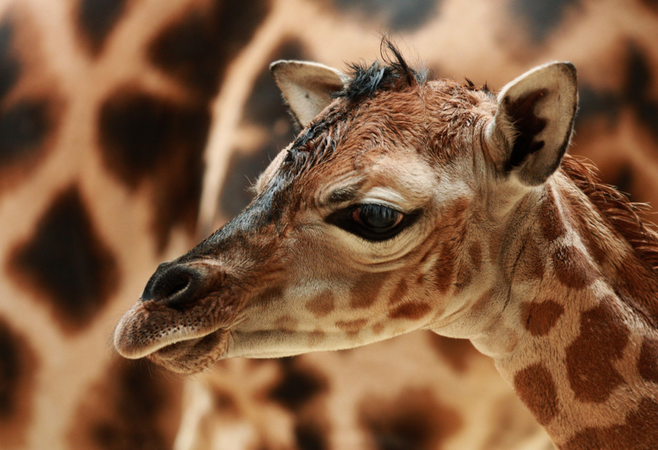 Na světě je o další žirafu více. Narodila se v Liberci a jmenuje se Anastasia 2 02