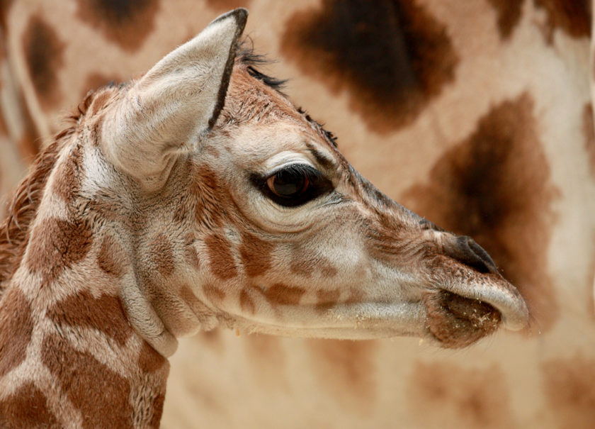 Na světě je o další žirafu více. Narodila se v Liberci a jmenuje se Anastasia