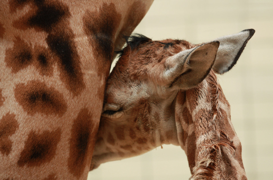 Na světě je o další žirafu více. Narodila se v Liberci a jmenuje se Anastasia 3 05
