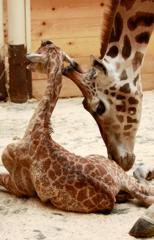 Na světě je o další žirafu více. Narodila se v Liberci a jmenuje se Anastasia 1 06