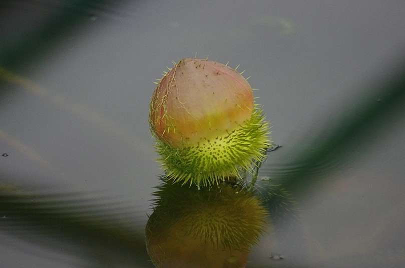 Návštěvníci zahrady poprvé viděli kvetoucí viktorii královskou