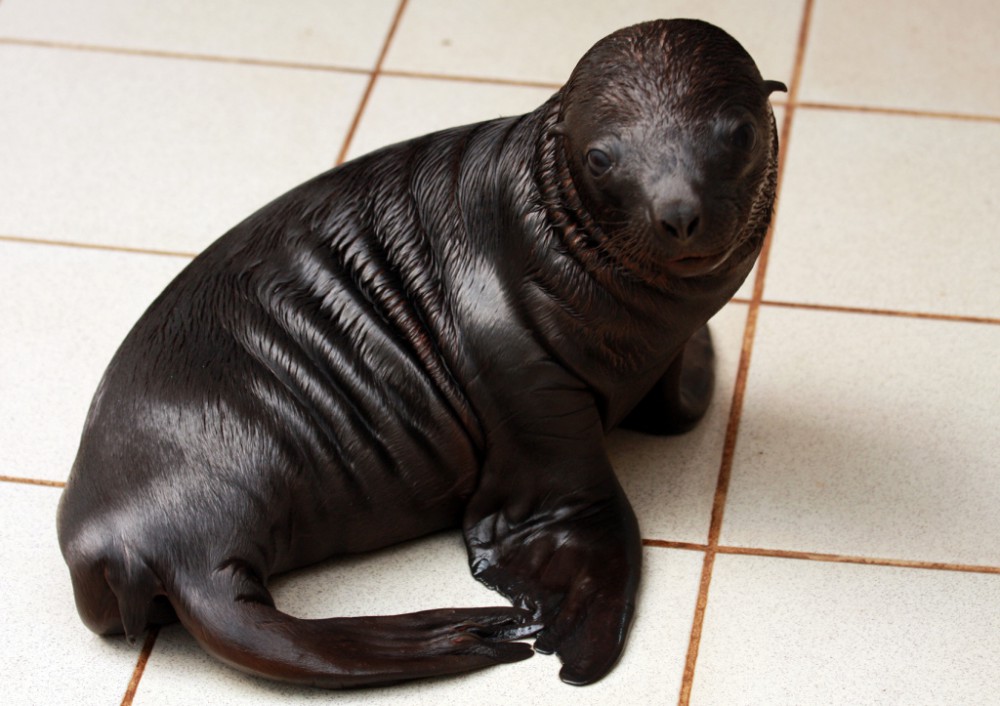 ZOO slaví: Po pěti letech se zde narodilo mládě lachtana