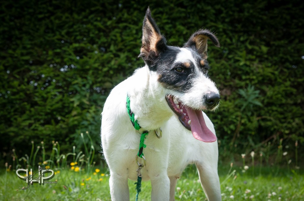 Jamie hledá nový domov