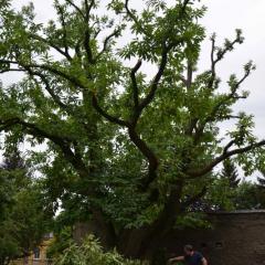 Ohrožený kaštanovník v Kaplického ulici nechalo město prořezat