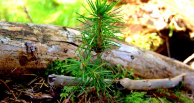 Lesy ve vlastnictví měst jsou ziskové, žádné závratné částky ale nečekejte