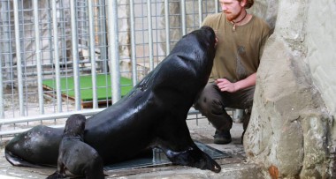 Návštěvníci zoo už mohou vidět plavat lachtaní mládě