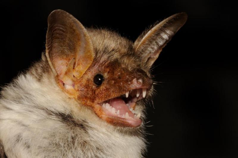 Mezinárodní noc pro netopýry po devatenácté tradičně v Panském lomu