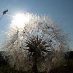 Meteorologové varují: pátek přinese velmi vysoké teploty