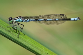 U Zeleného stromu / Restaurace 56 Právě vychází srpnové číslo časopisu Krkonoše – Jizerské hory