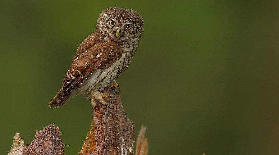 V Jizerkách při kroužkování poprvé chytili kulíška, nejmenší sovu Evropy