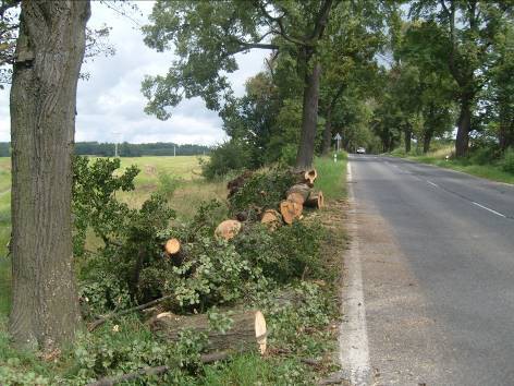 Na Frýdlantsku vznikla iniciativa Zachraňme aleje, chystá petici