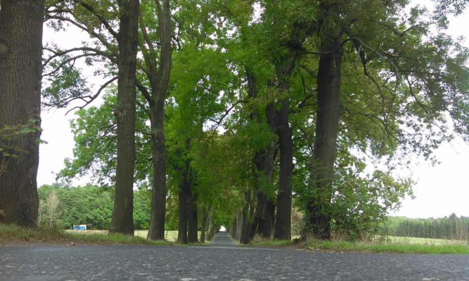 1000x1000-1443599208-petici-na-zachranu-aleji-na-frydlantsku-uz-podepsalo-950-lidi