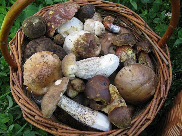 Už rostou. Na hřiby můžete s kosou. Ale… jen někde…