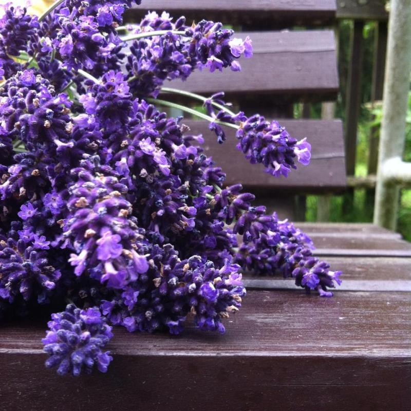 TJ Jiskra Višňová 54 Špitálek provoní během Dožínkových slavností bylinky