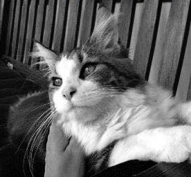 freedlantsko.eu 41 Odměna za nalezení/vrácení Sebíka