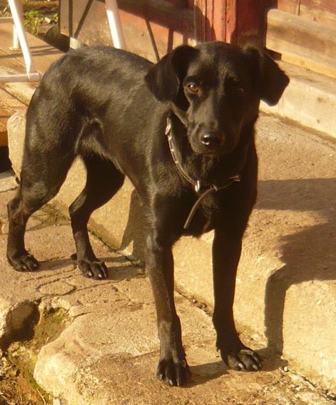 freedlantsko.eu 40 Dobrá zpráva. Bella je už doma