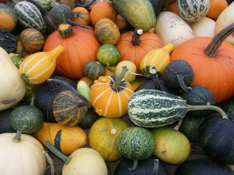 freedlantsko.eu 40 Přineste nepotřebné dýně. Pomohou rozzářit Martinské posvícení