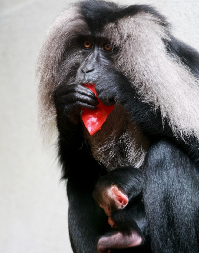 V liberecké zoo se nečekaně narodil ohrožený makak lví