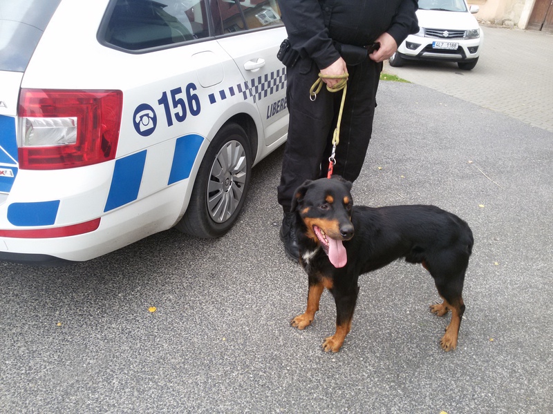 freedlantsko.eu 44 Psa, který běhal před základní školou, předali strážníci útulku