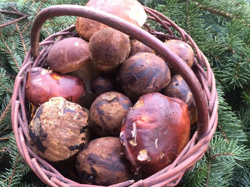 Ještě rostou. Hřiby najdete i pod sněhem