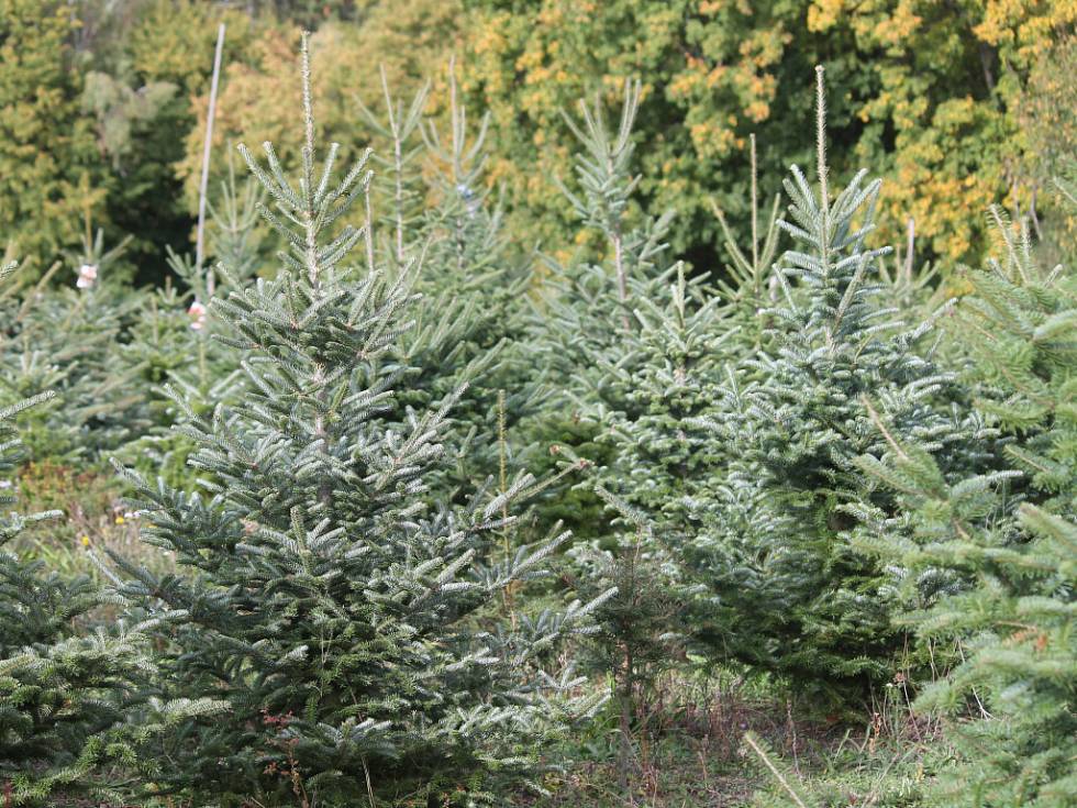 Lesníci rozdají vánoční stromky do dětských domovů